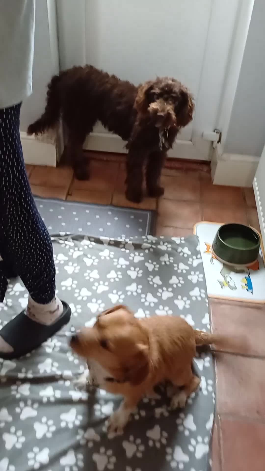 Bichon Frise dogs for adoption: WALLACE 🌟 a Sensitive boy for a Safe, Loving Home in Nottingham - Video 1