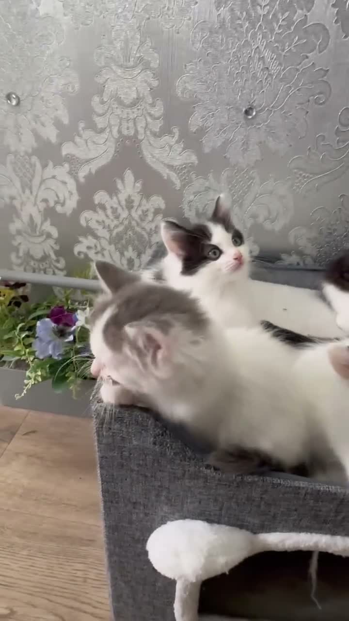 Ragdoll cats for sale: Beautiful Ragdoll Kittens  - Video 2