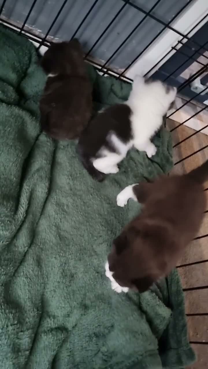 Mixed Breed cats for sale: Marble ,  - Video 1