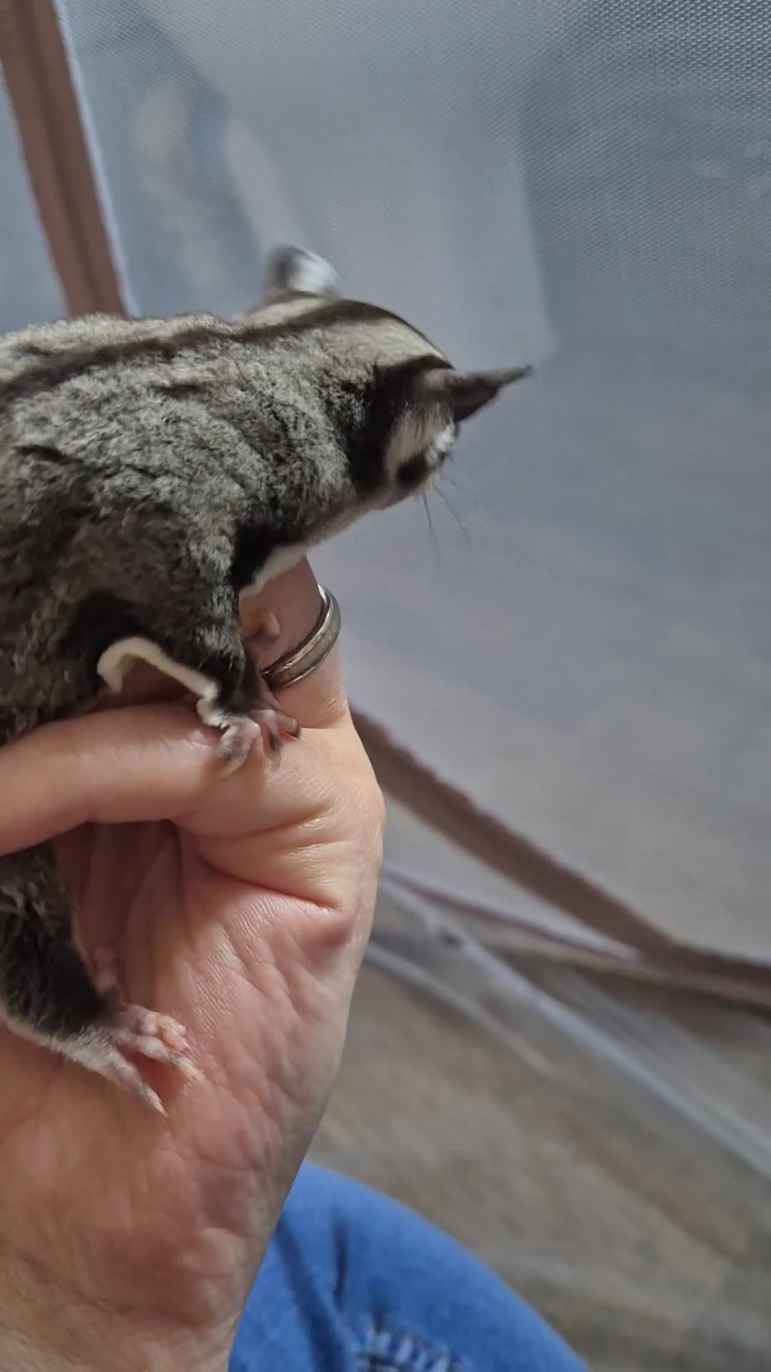Sugar Glider rodents for sale: Sugar glider joeys ready to reserve  - Video 1