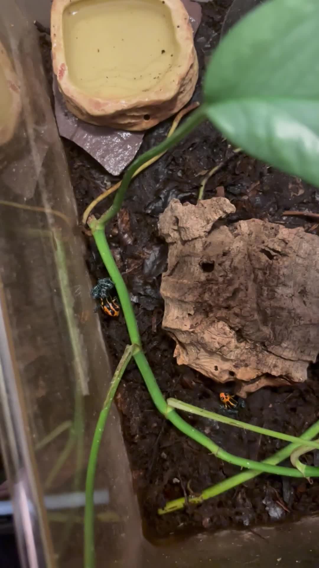 Mixed Breed invertebrates for sale: Ranitomeya Varadero Imitator - Video 1