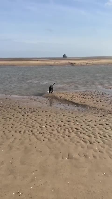 Mixed Breed dogs for sale: Cane corso/ grate dane male - Video 1