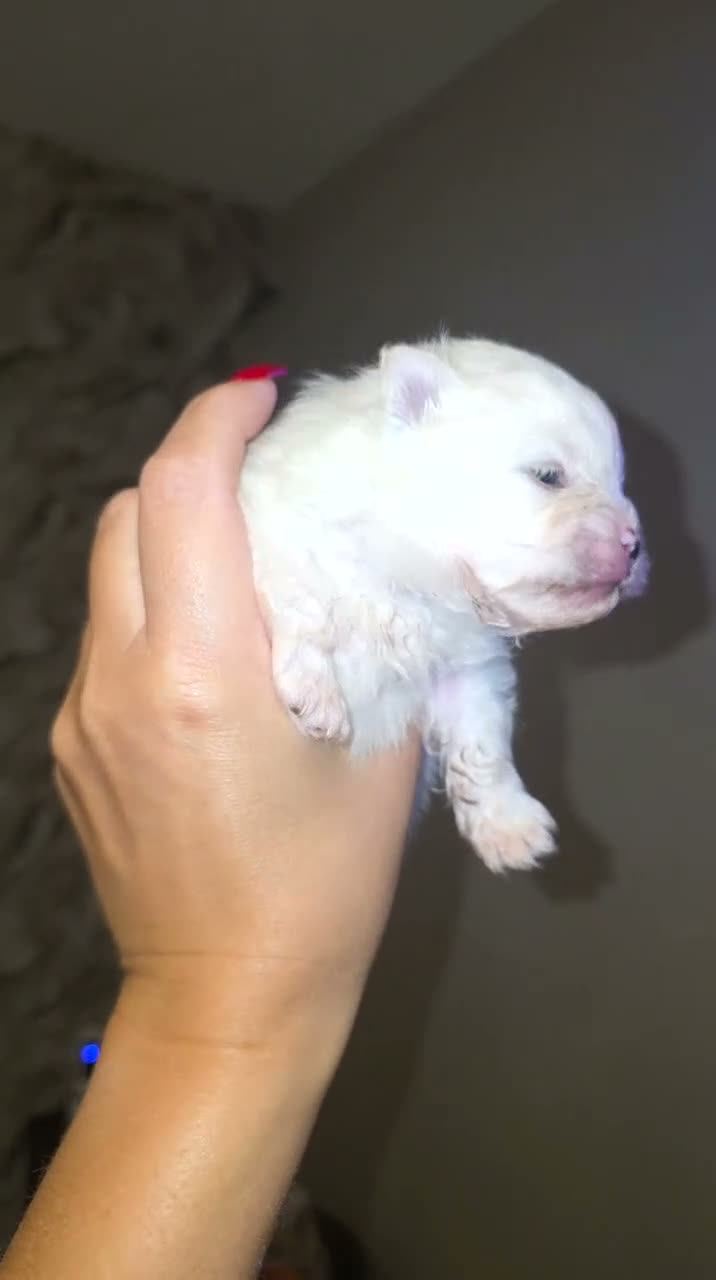 Pomeranian dogs for sale: Gorgeous white fluffy pomeranians in Preston - Video 3