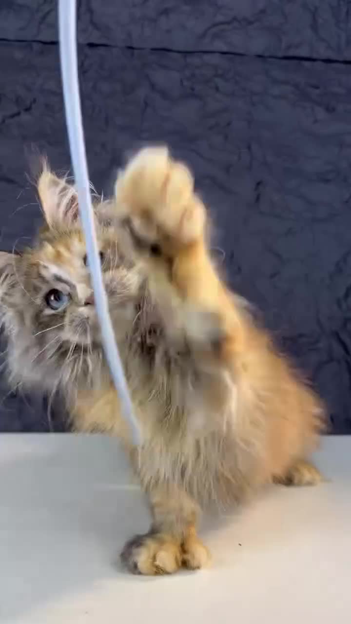 Maine Coon cats for sale: An exceptional Maine Coon female kitten in Livingston - Video 1