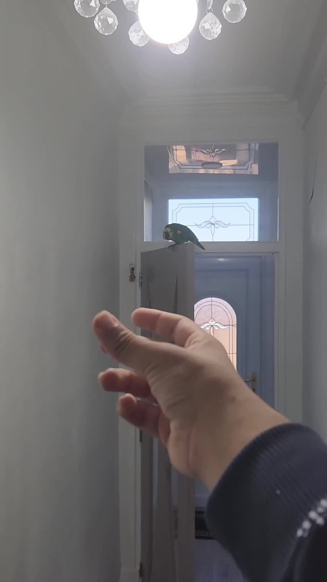 Budgerigars birds for sale: BABY BLUE FRONTED AMAZON PARROT - Video 3