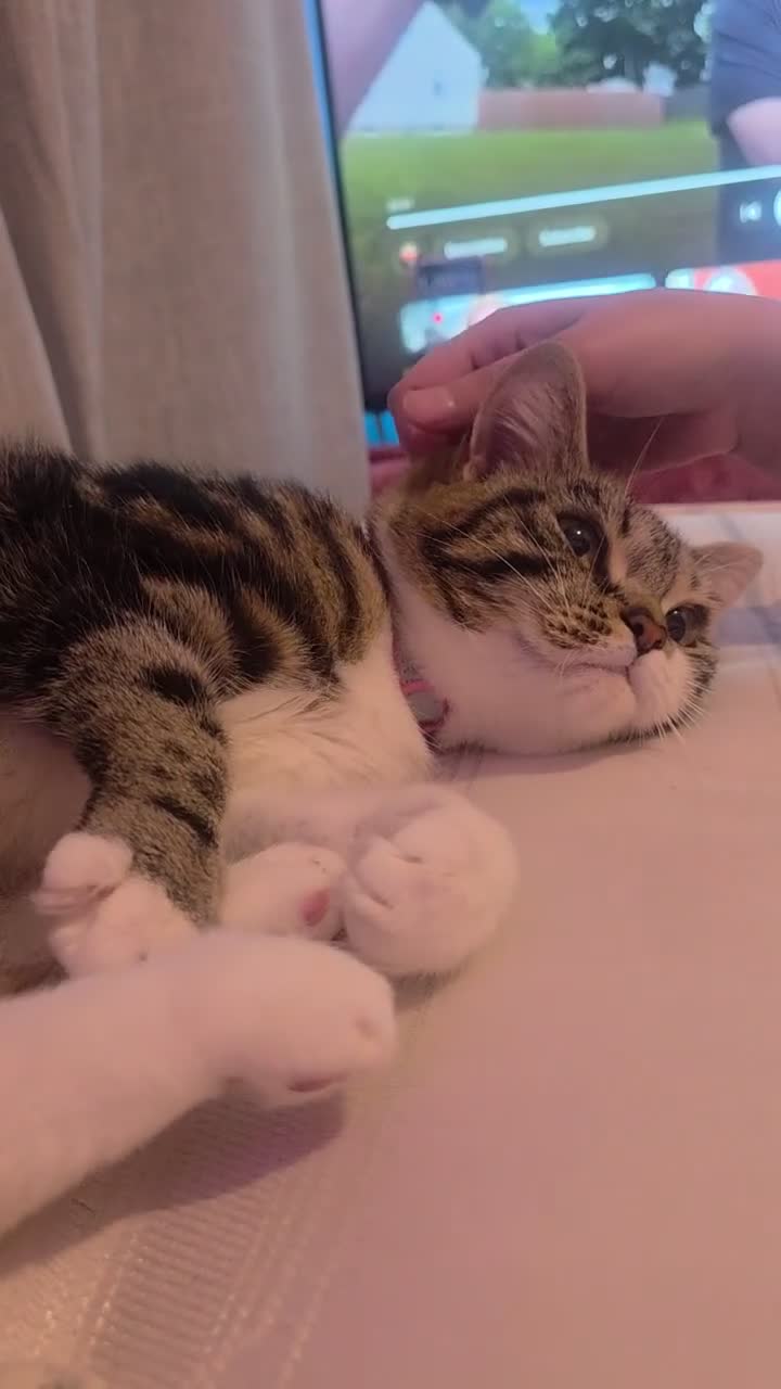 Persian cats for sale: Persian x calico x Tabby mix - Video 1