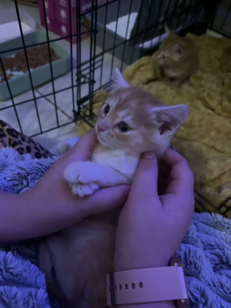 Mixed Breed cats for sale: Beautiful mixed bsh cream/ginger kittens 💕 - Video 1
