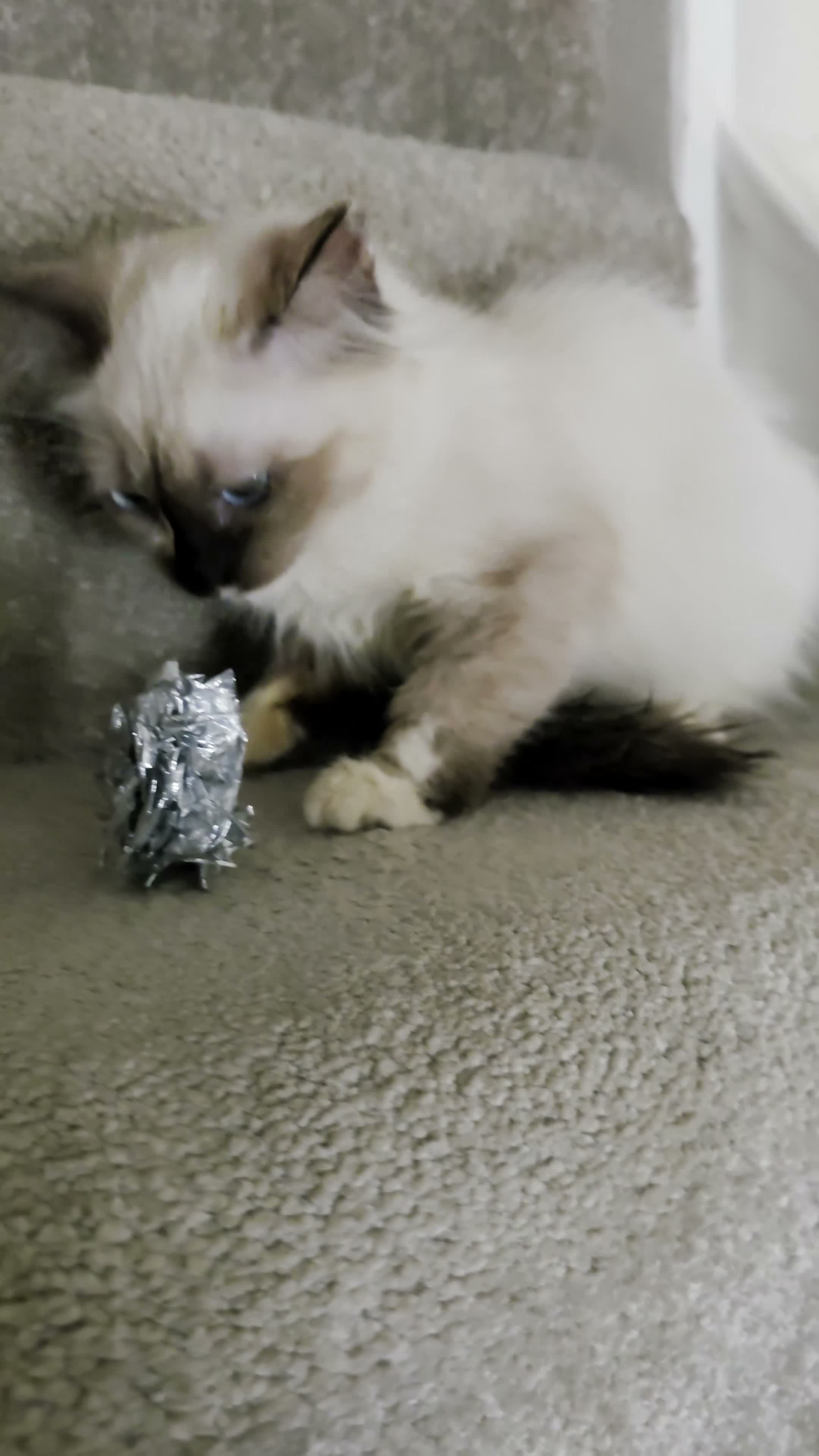 Siberian cats for sale: Siberian Neva Masquerade Female kitten in London - Video 1