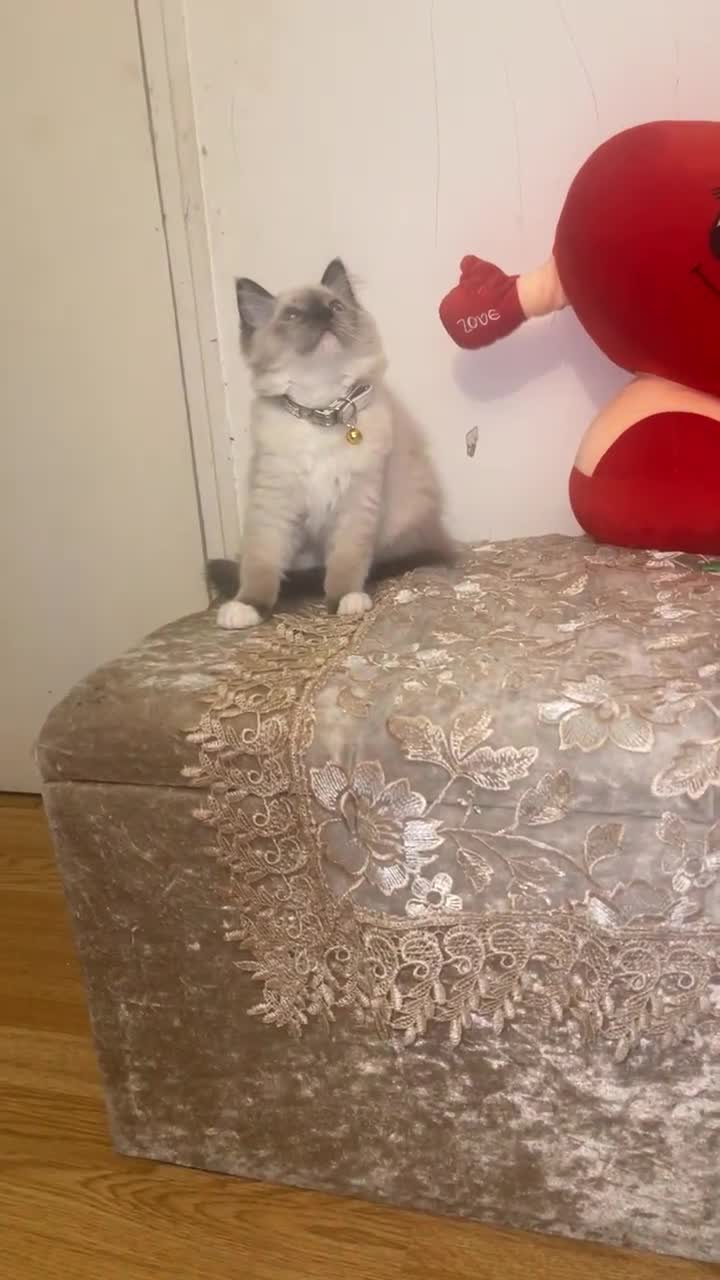 Ragdoll cats for sale: Ragdol - Video 2