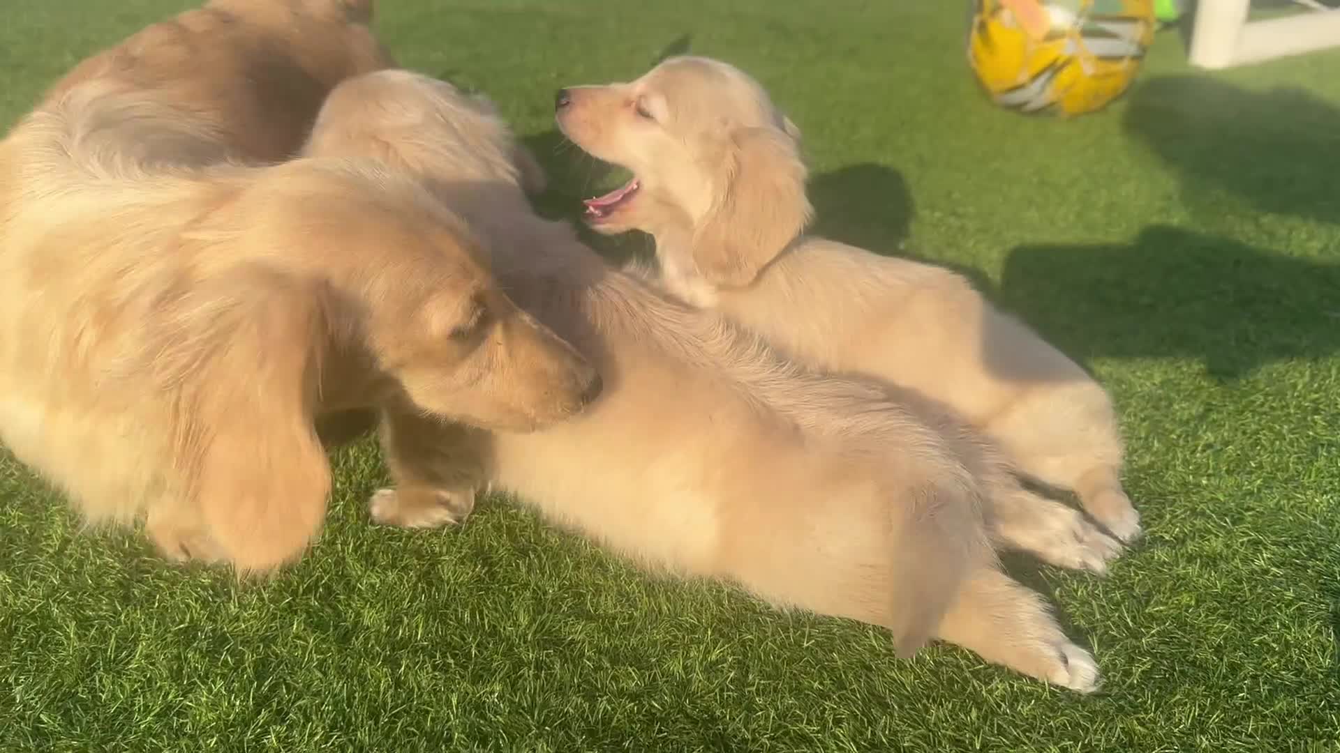 Miniature Dachshund dogs for sale: 👑 CREAM MINI DACHSHUNDS 👑 KC ✨ HEALTH TESTED ✨ - Video 2
