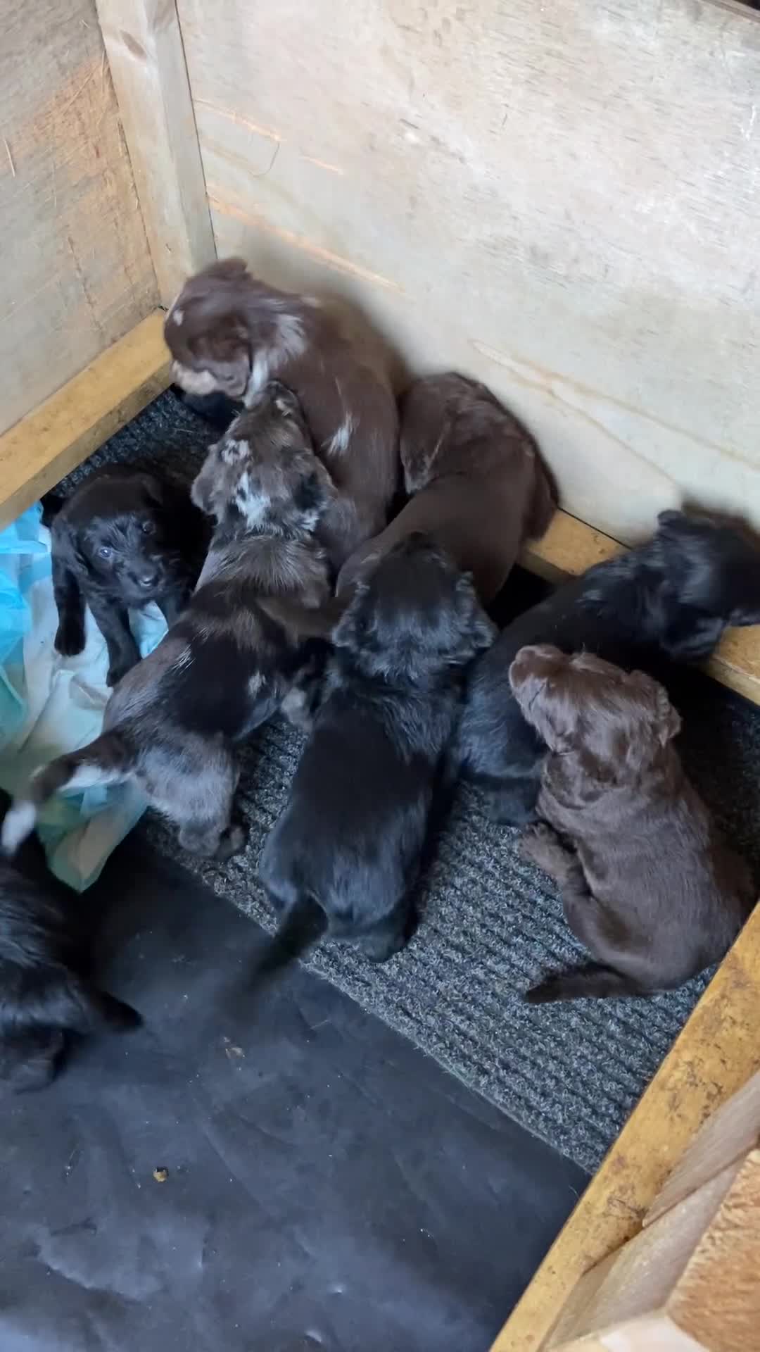Labradoodle dogs for sale: Rare mini labradoodles variety of colours! - Video 1