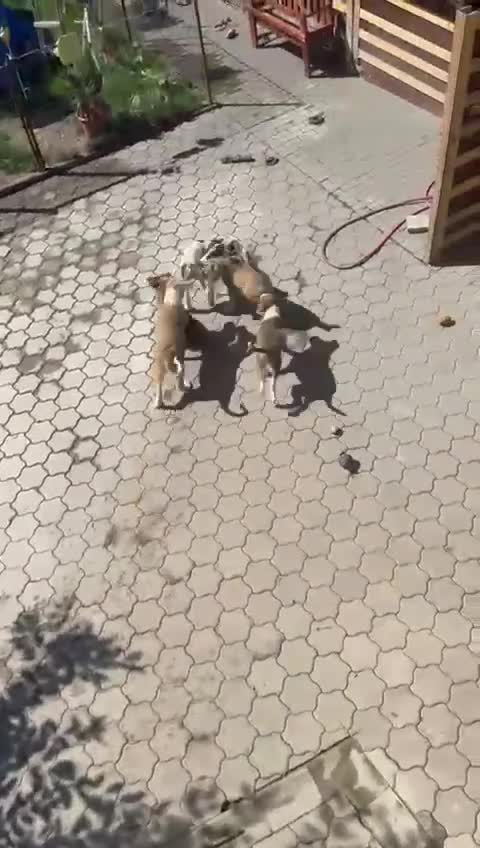 Mixed Breed dogs for adoption: ODIN, a superb young boy - for a Loving Home - Video 3