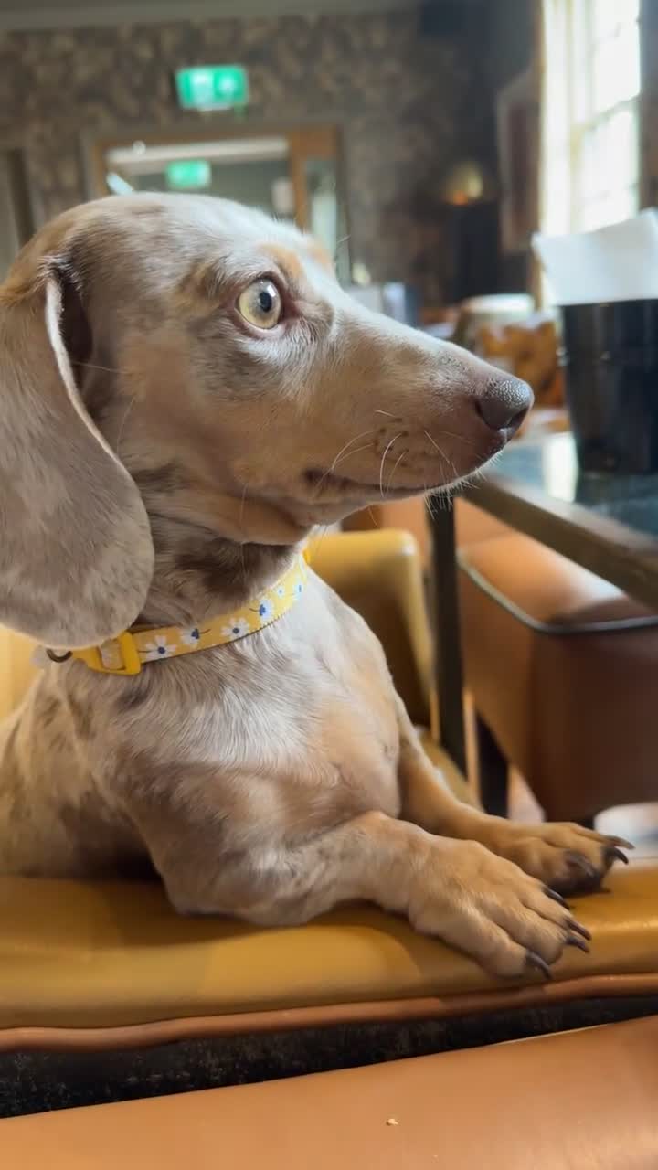 Miniature Dachshund dogs for sale: Miniature Dachshund  - Video 2