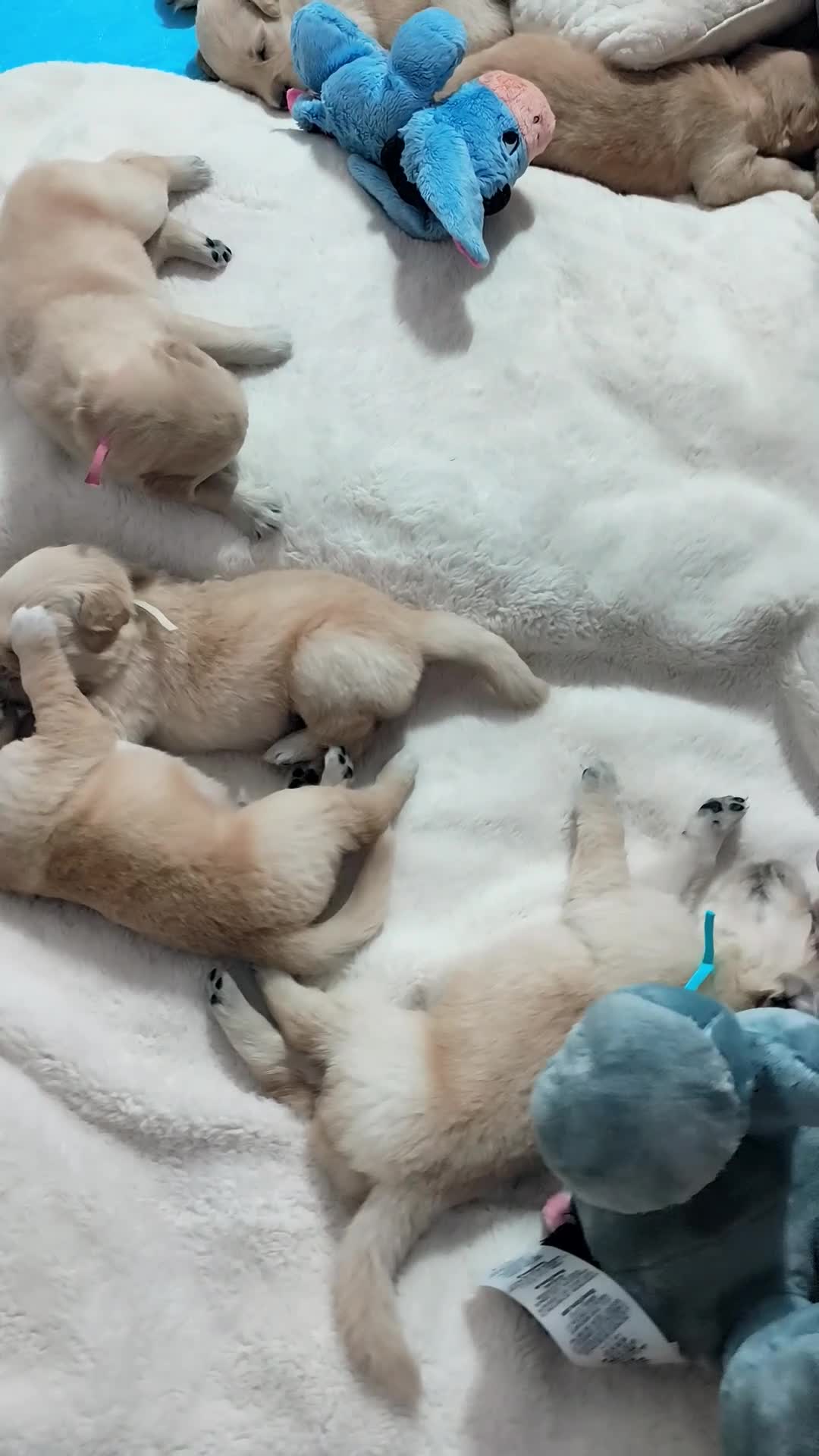 Golden Retriever dogs for sale: ✨🐾 Beautiful Golden Retriever Puppies🐾✨ - Video 5