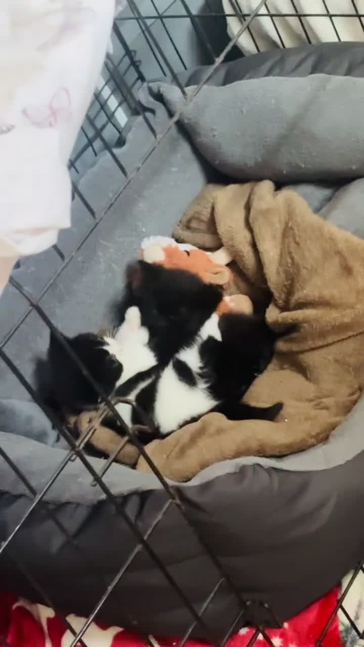 Domestic Shorthair cats for sale: 4 very playful kittens looking for a new home! in Barnsley - Video 1