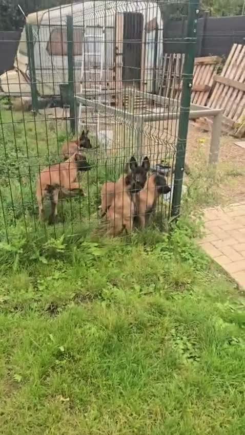 Belgian Shepherd Dog dogs for sale: Belgian malınois puppys - Video 2
