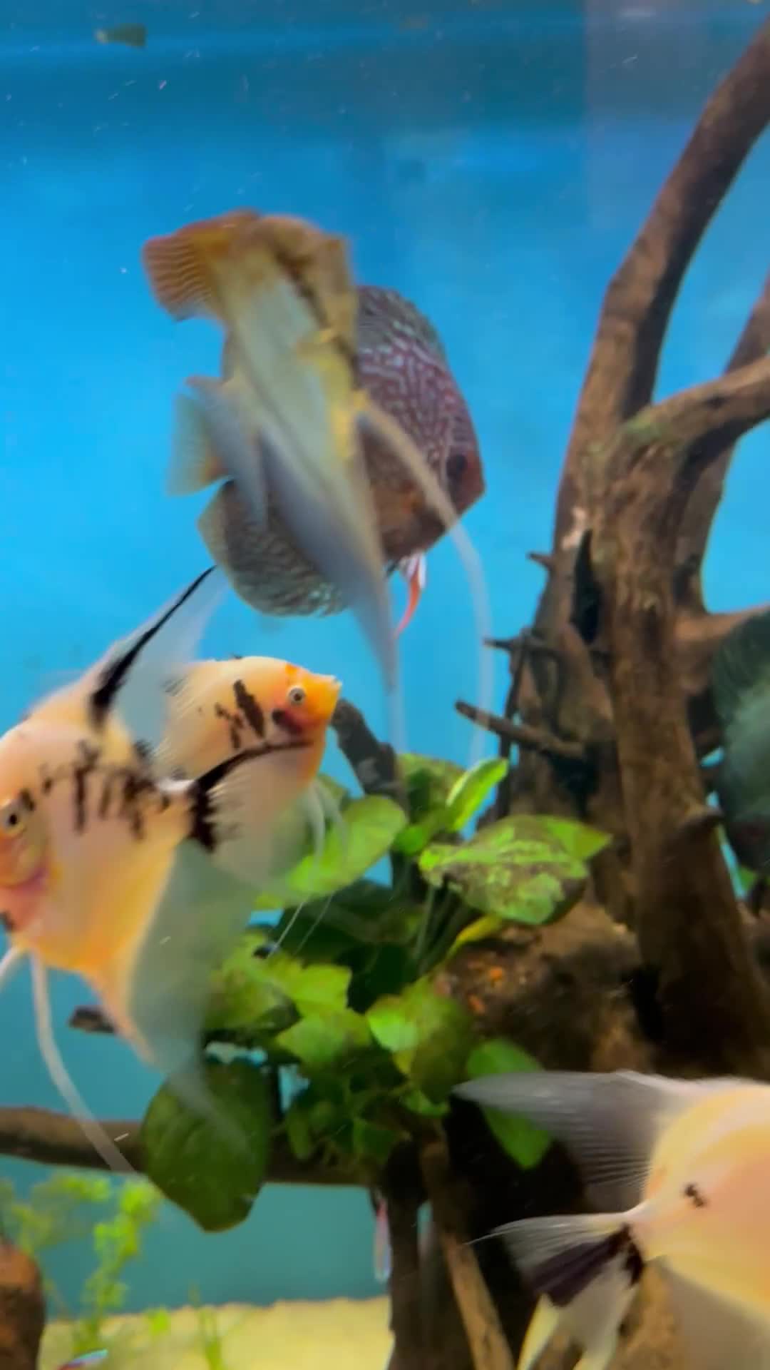 Discus fish for sale: 10 discus for sale due to house move - Video 3