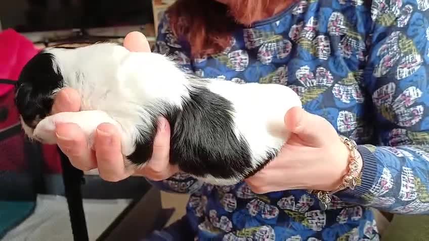 Havanese dogs for sale: Stunning KC registered Havanese puppies - Video 1