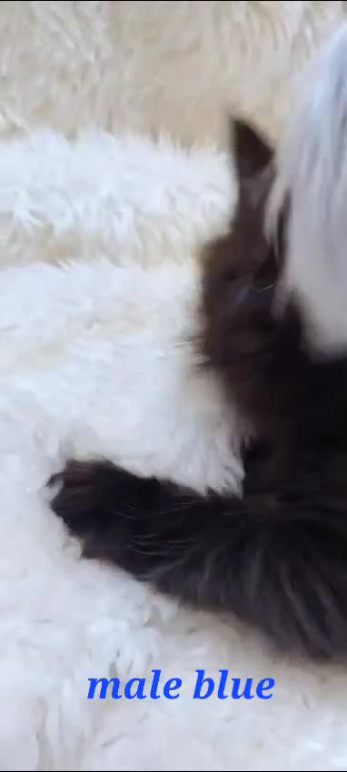 Maine Coon cats for sale: Beautiful Russian Bloodline babies  - Video 1