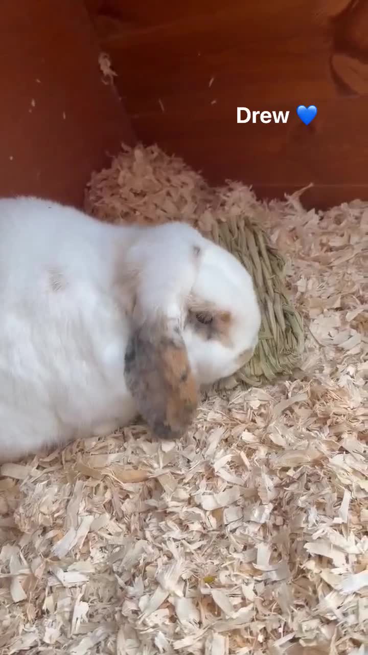 Mini Lop rabbits for sale: Rabbits looking for loving homes! - Video 2