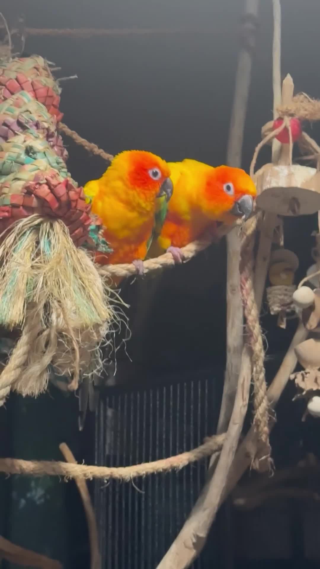 Conures birds for sale: Sun Conure pair  - Video 4