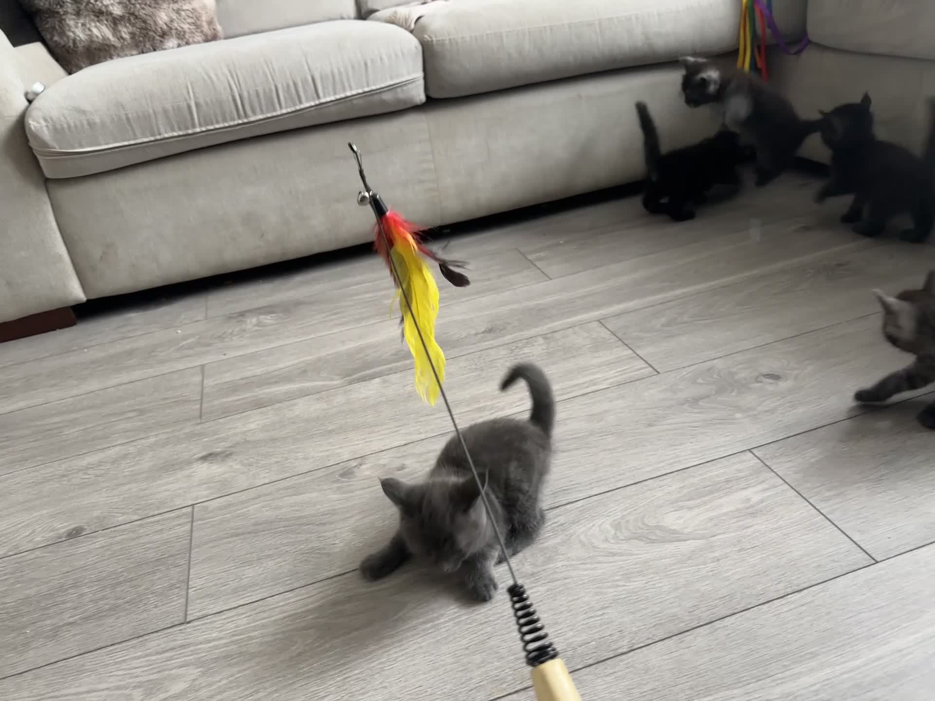 Mixed Breed cats for sale: Maine coon mix breed kittens  - Video 1