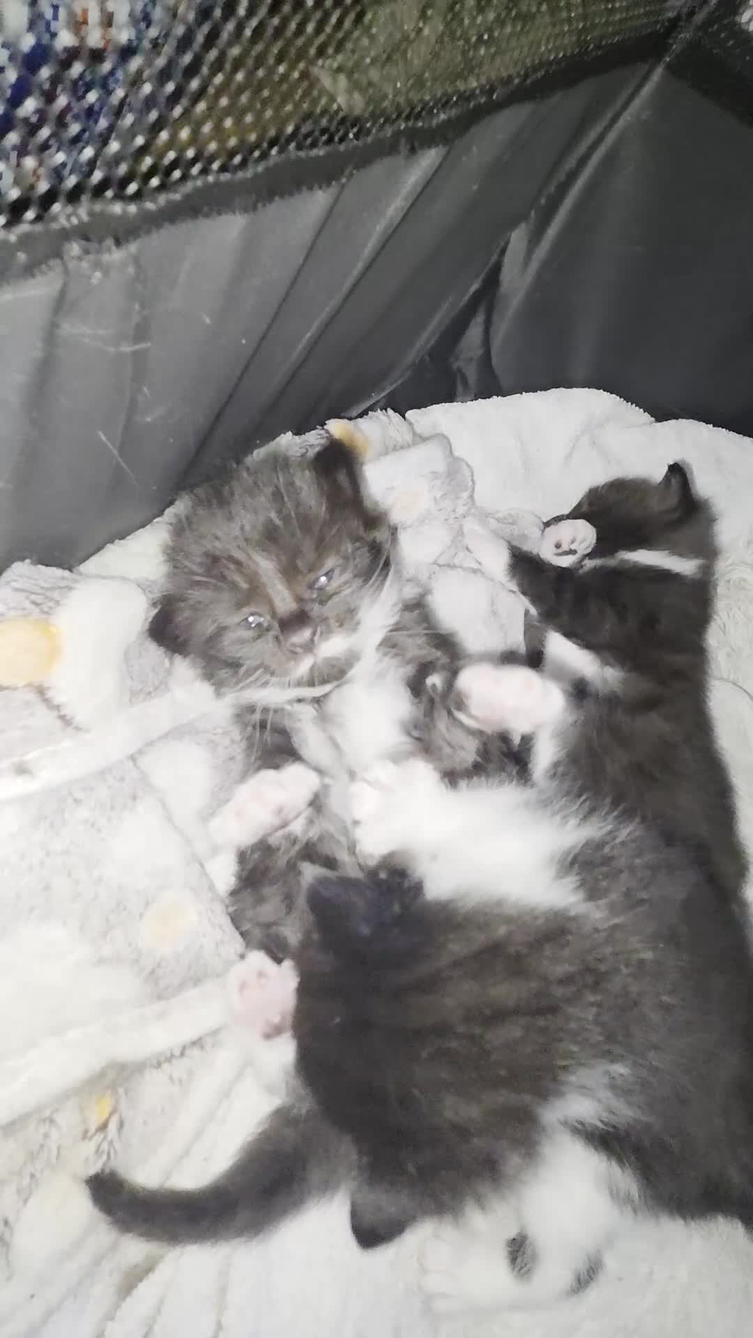 Domestic Shorthair cats for sale: Female domestic shorthair kitten - Video 1