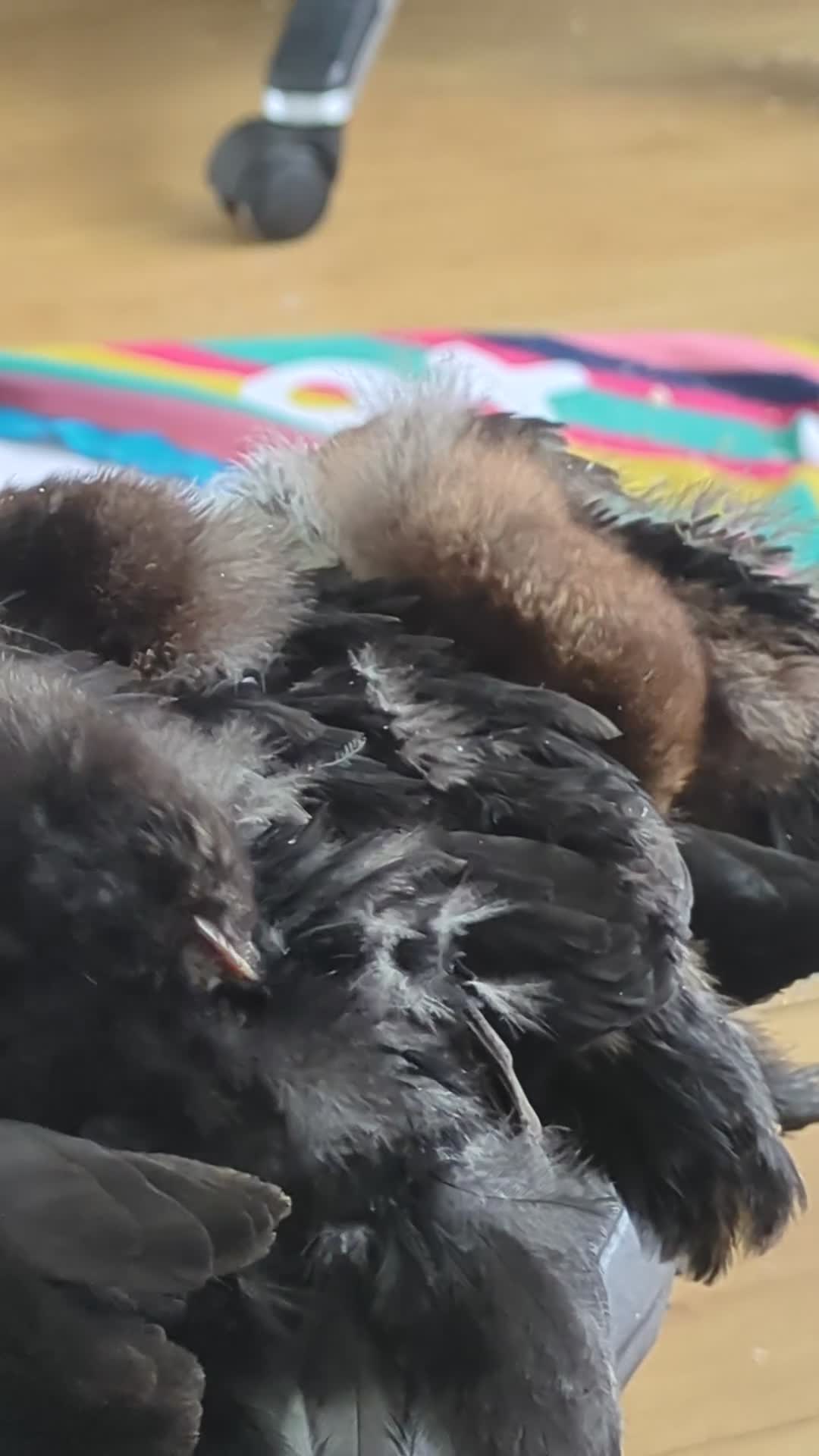 Chickens poultry for sale: 4 bantams and 2 brahmas for sale  - Video 1