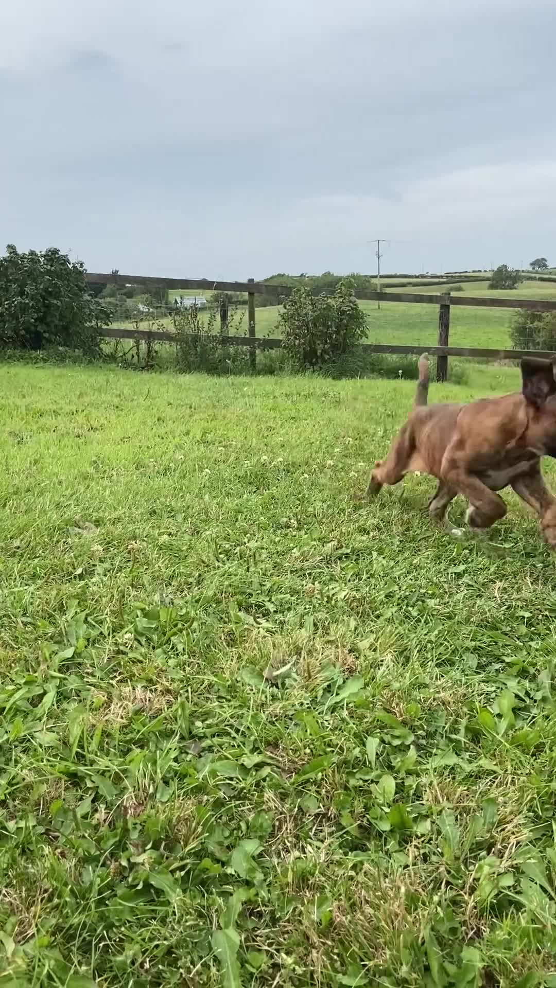Boxer dogs for sale: KC Registered Boxer puppies  - Video 1