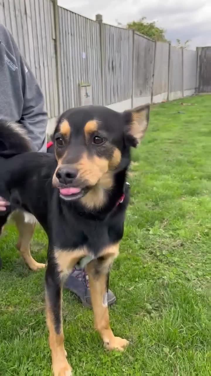 Mixed Breed dogs for adoption: Gorgeous GEORGE  - Video 3