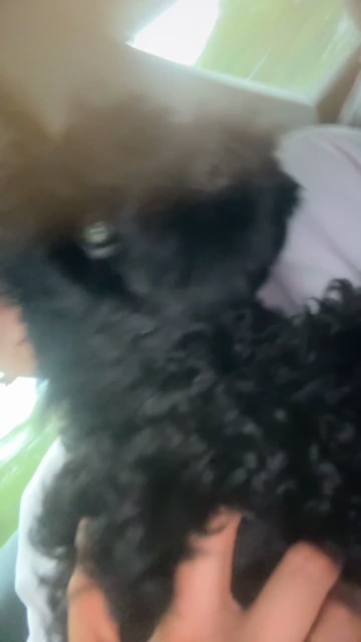 Cockapoo dogs for sale: F1 Cockapoo  - Video 2