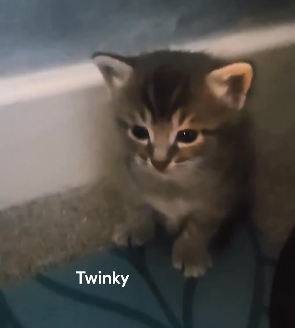 Bengal cats for sale: Bengal mix and 2 black fluffys - Video 2