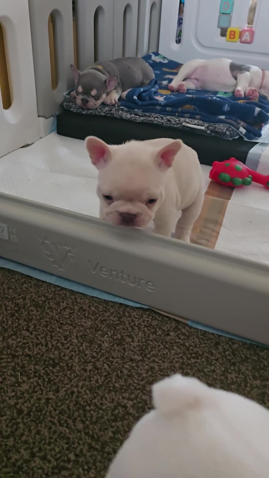 French Bulldog dogs for sale: French bulldog puppies  - Video 5