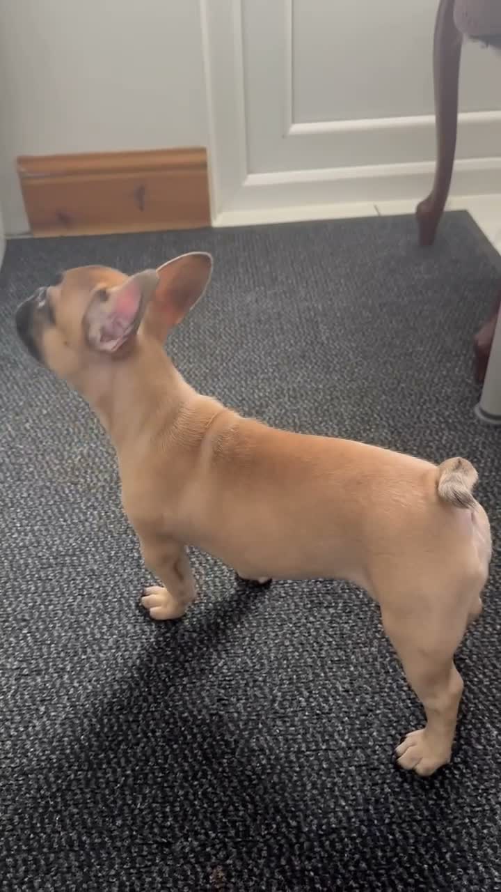 French Bulldog dogs for sale: 3 French bulldog puppies ready to find their home  - Video 1