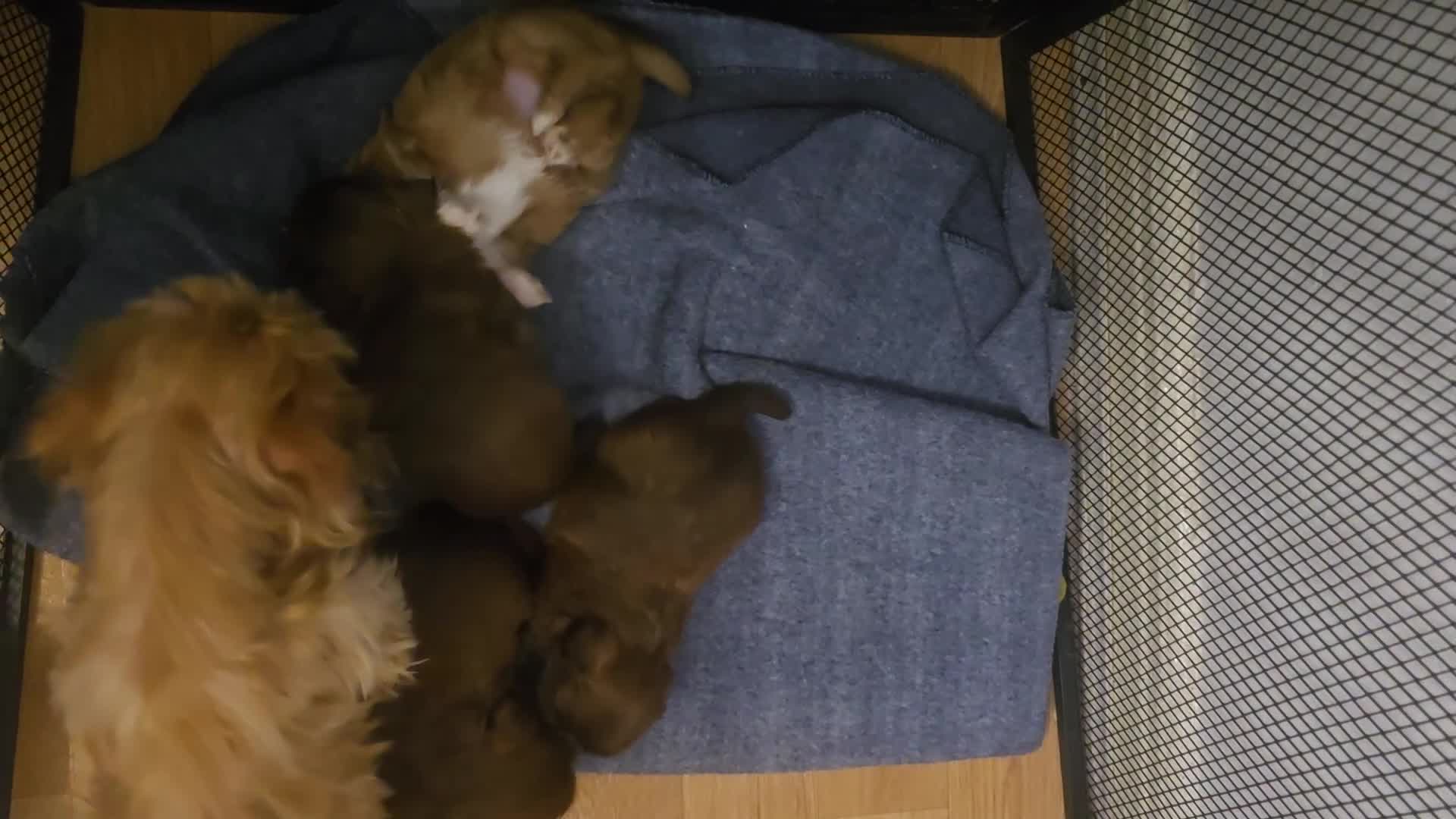 Shih Tzu dogs for sale: karashishi shih tzu  - Video 1
