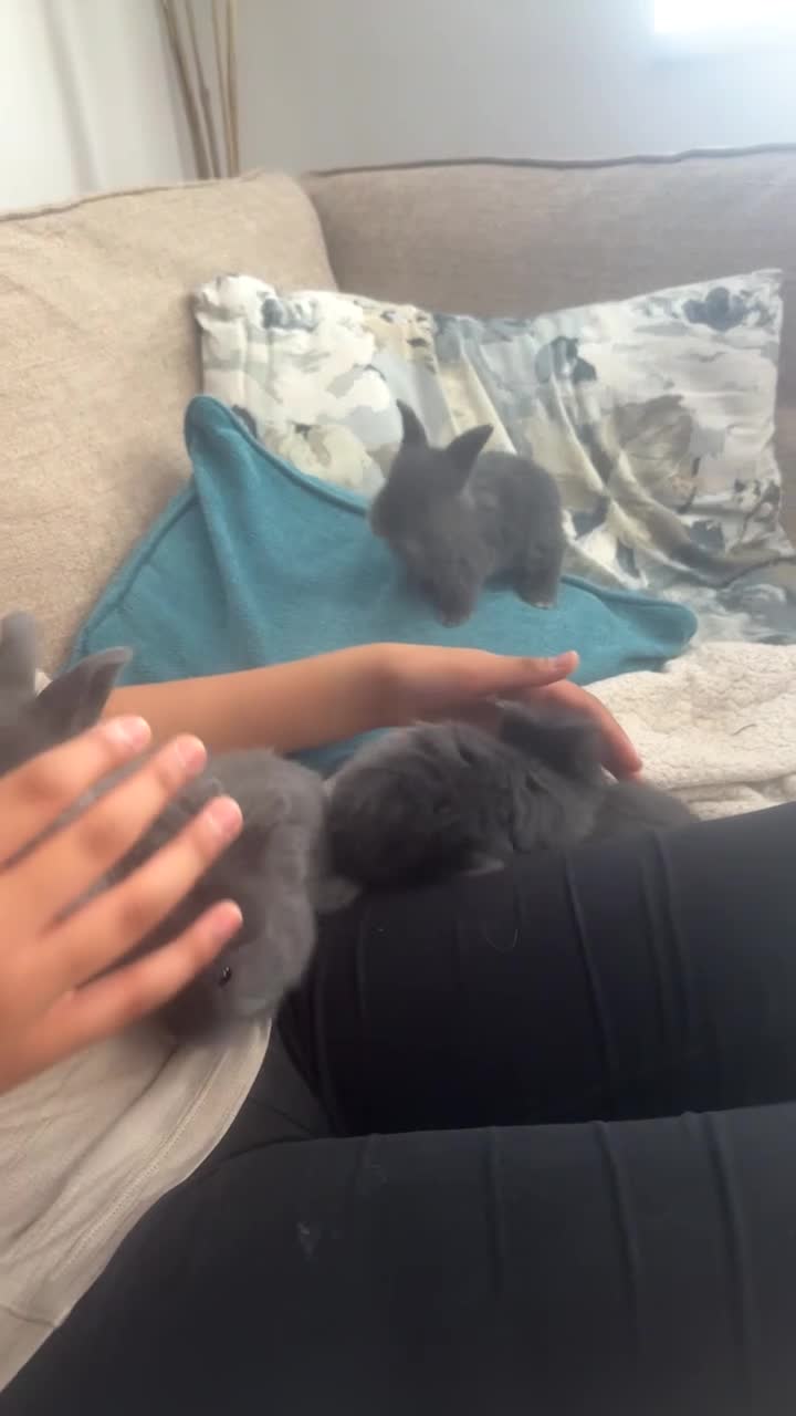 Mixed Breed rabbits for sale: Lion head + Mini lop MIX  - Video 1