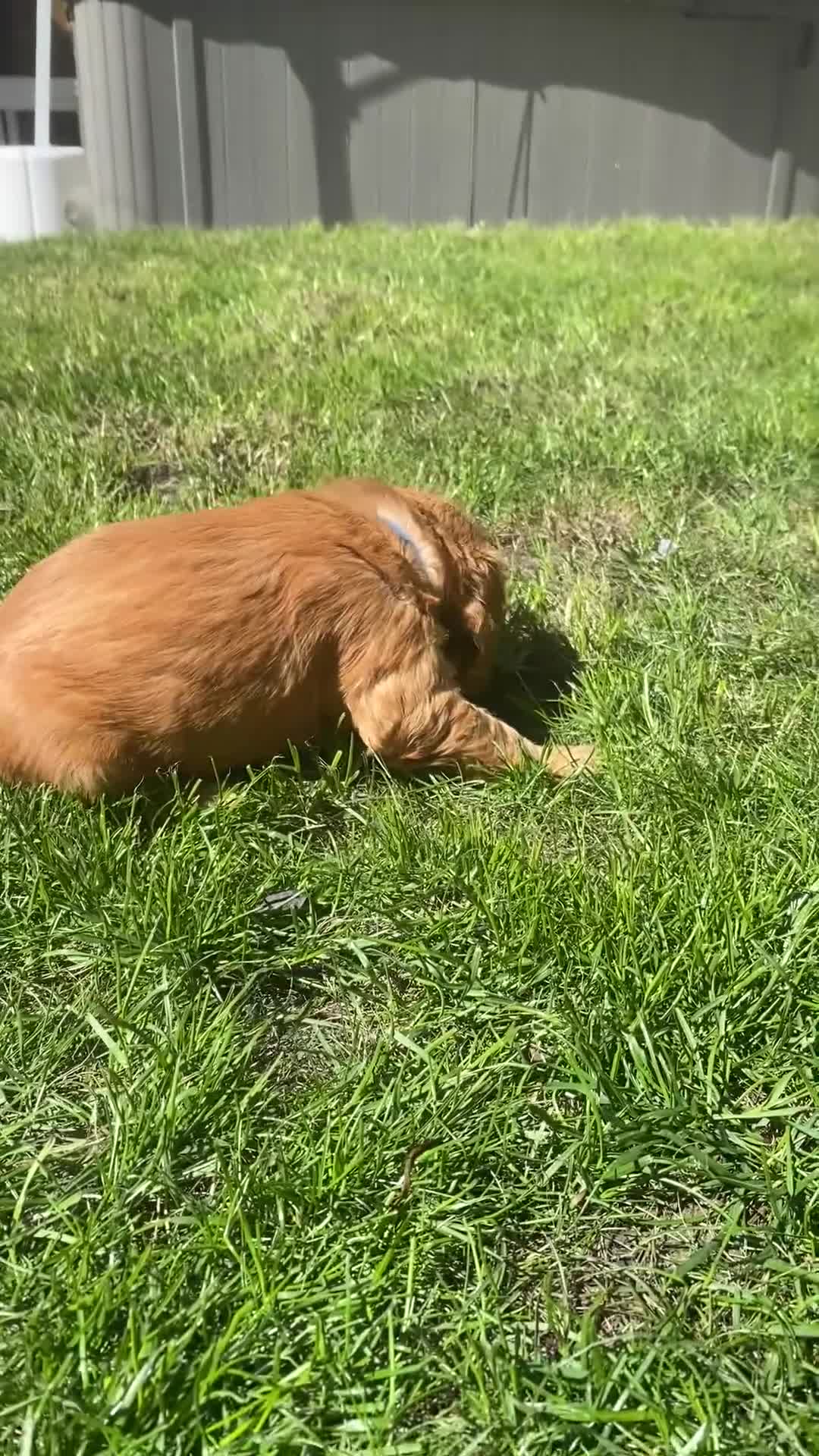 Cocker Spaniel dogs for sale: KC Reg Show Type Cocker Spaniel puppies - Video 2