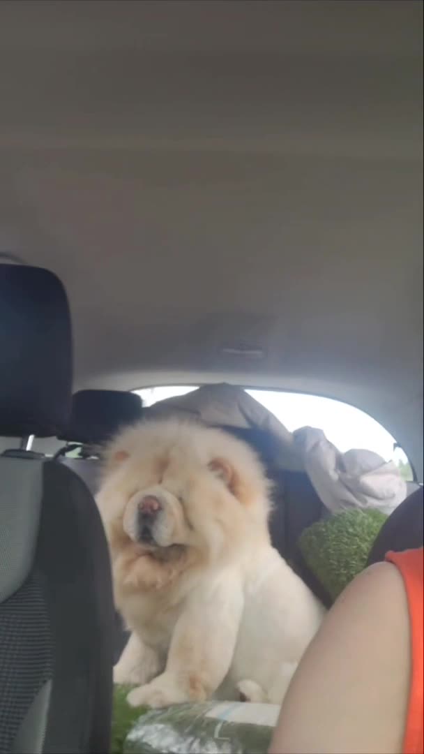 Chow Chow dogs for stud: Beautiful stud Chow chow  in Wisbech - Video 1