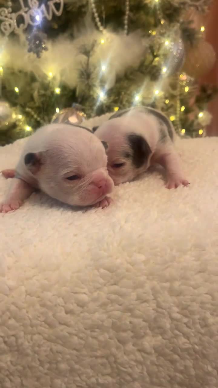 French Bulldog dogs for sale: 4 Panel Health Tested Parents  - Video 2