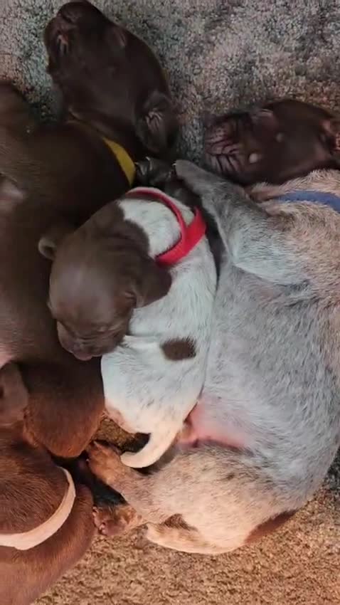 German Shorthaired Pointer dogs for sale: German Shorthaired Pointer Puppies  - Video 1