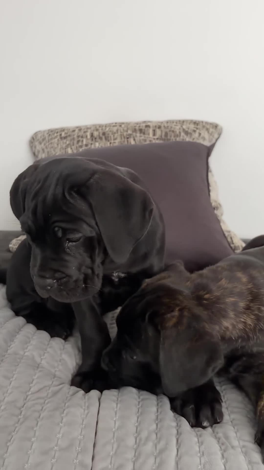 Cane Corso dogs for sale: *Ready Now* Last Girl Champion Bloodline  - Video 2