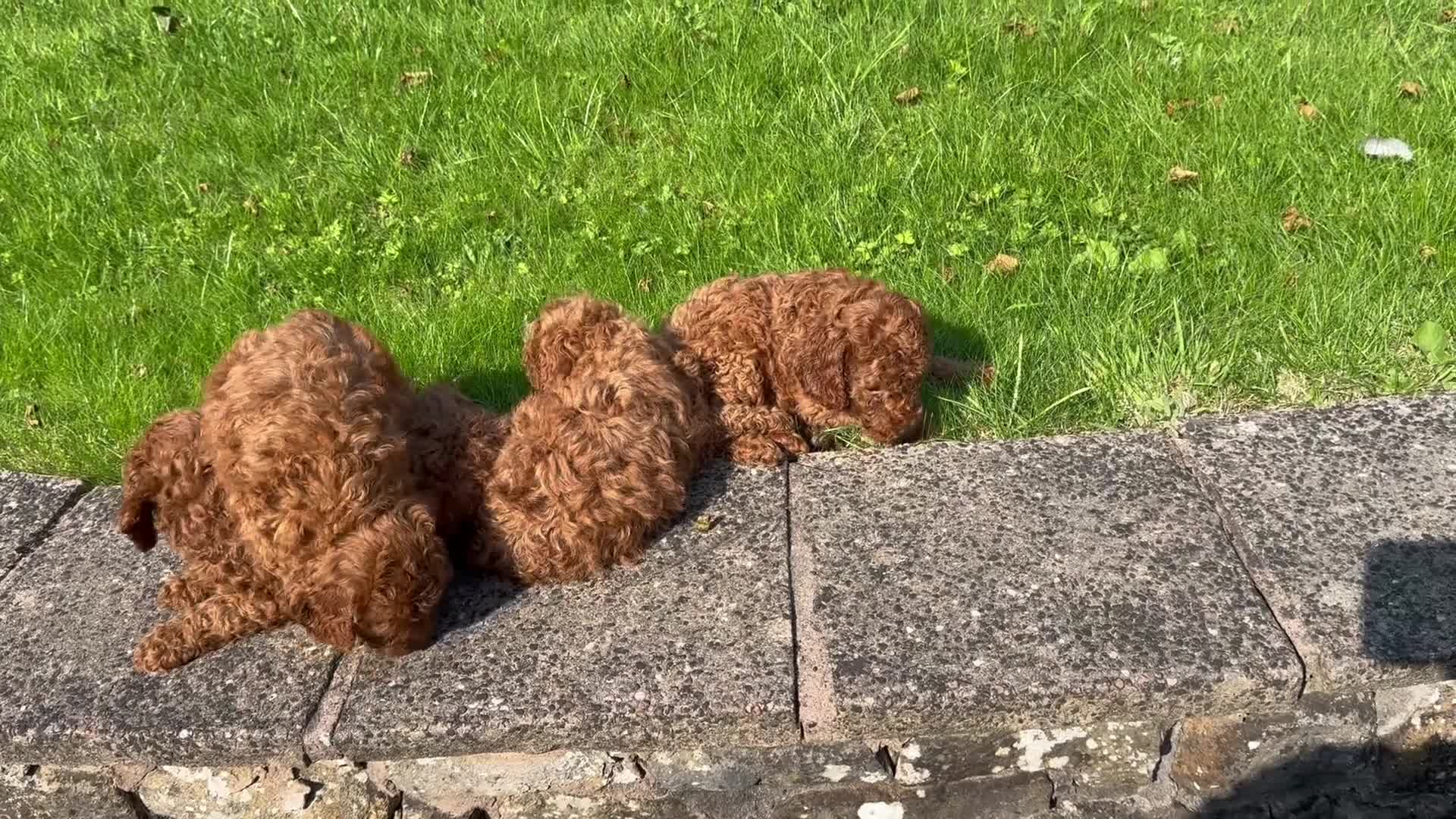 Miniature Poodle dogs for sale: Dark Red Miniature Poodle puppies (Boys only). - Video 1