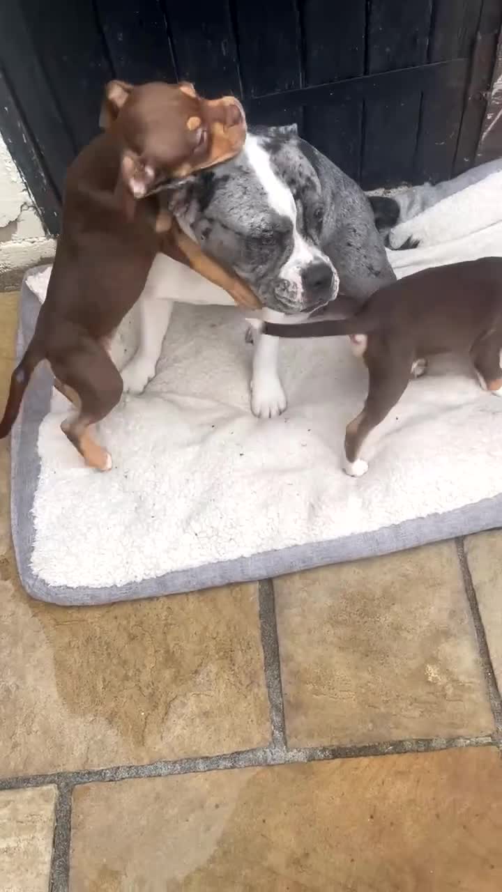 Old Tyme Bulldog dogs for sale: LAST TWO OLD TYME BULLDOG  - Video 1