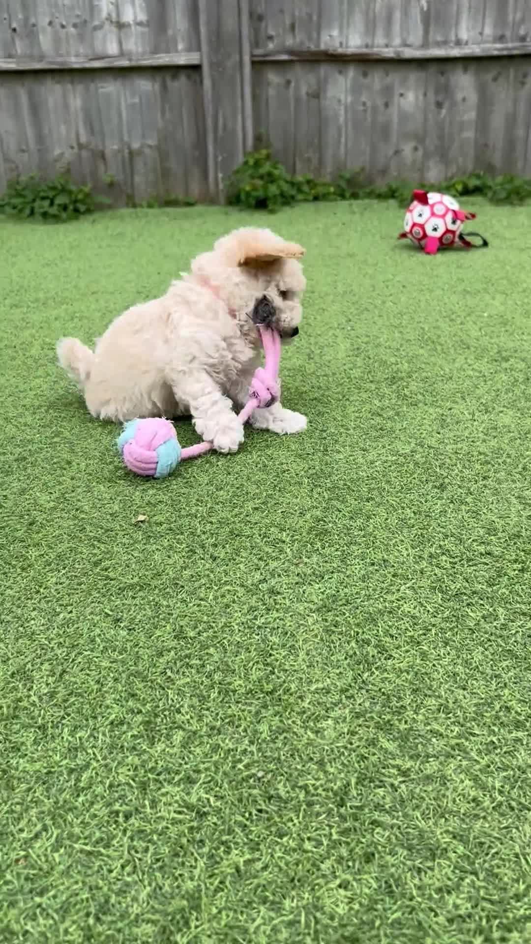 Cockapoo dogs for sale: Blonde beauties, ready to leave Sunday 💎🌸 - Video 2