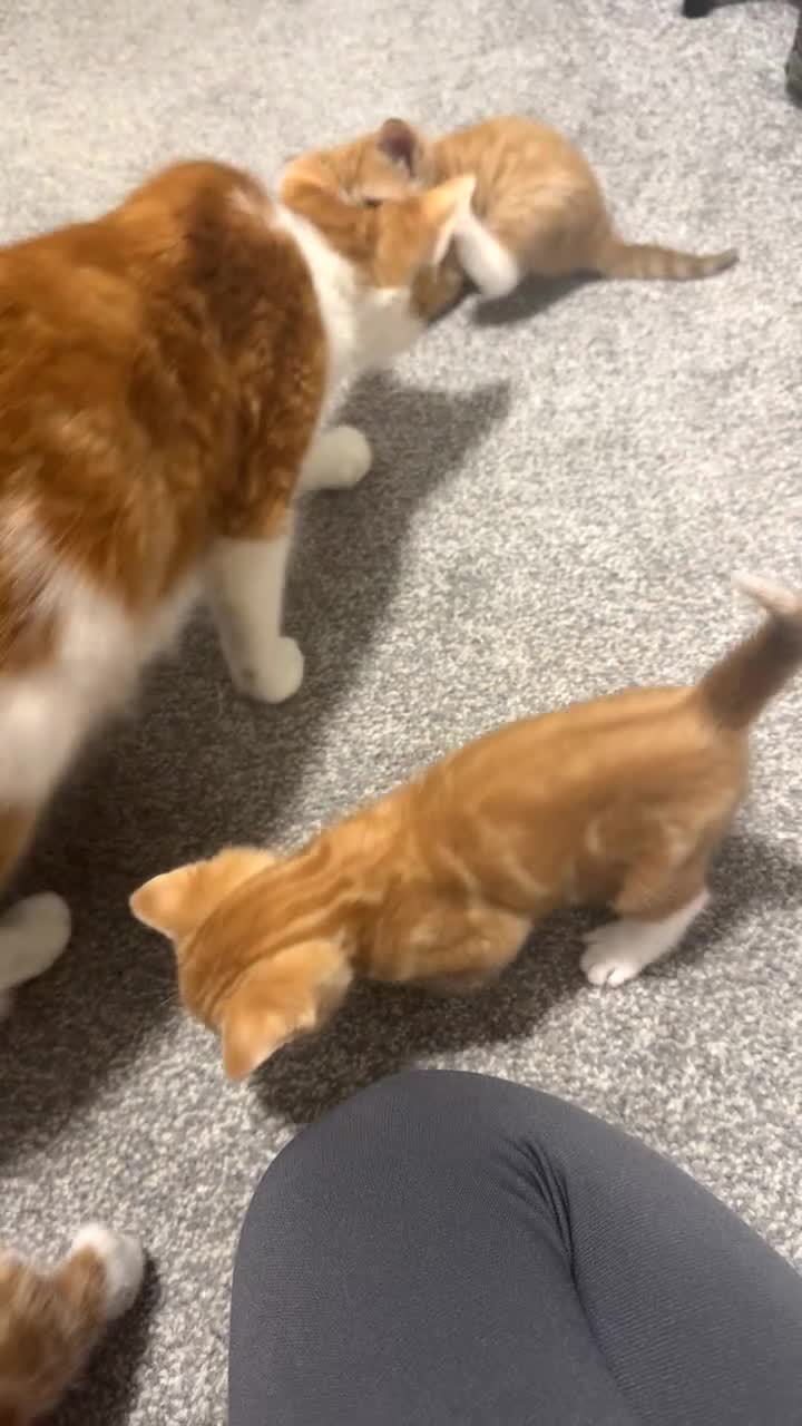 Mixed Breed cats for sale: Ginger kitten  - Video 1