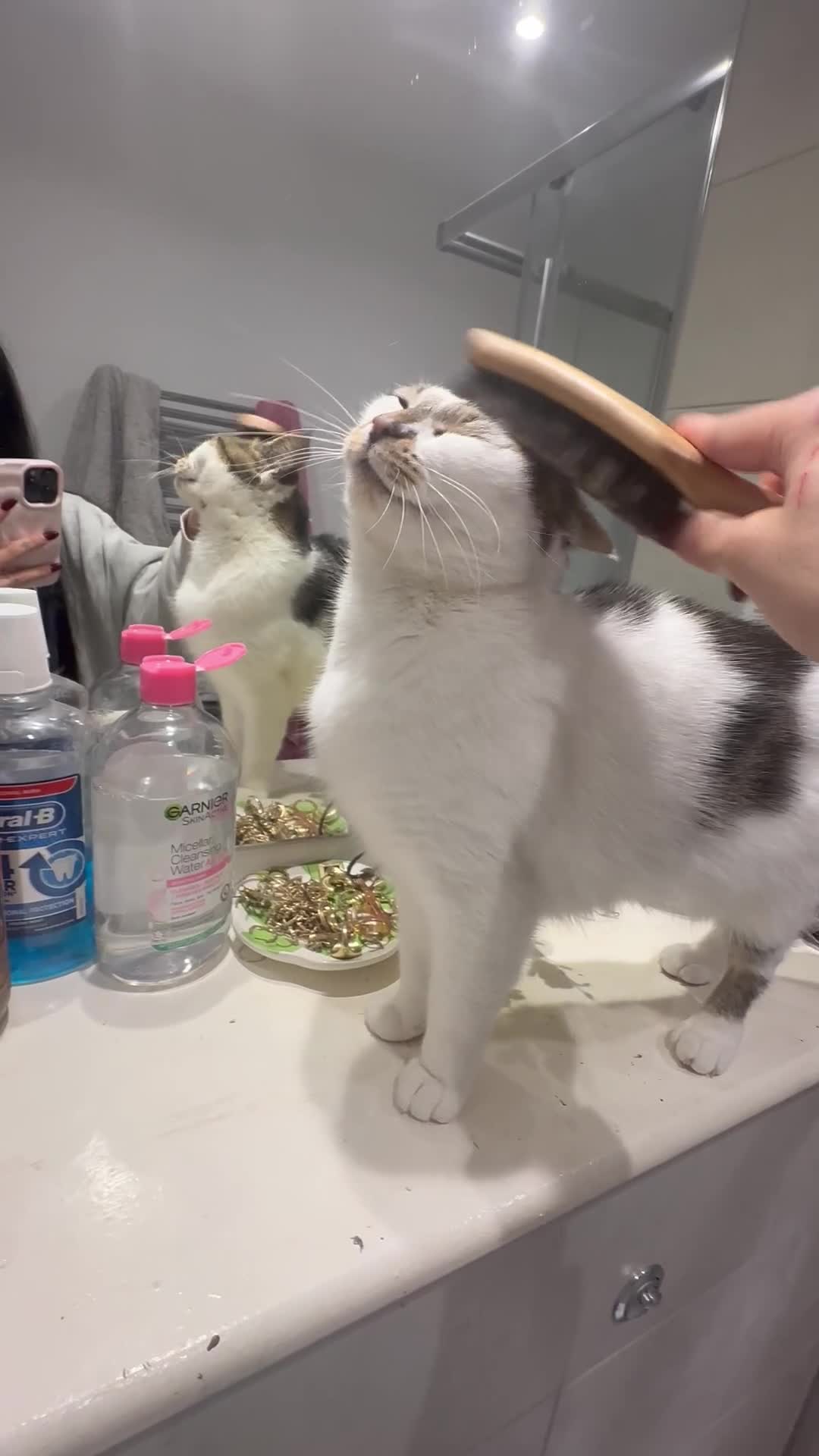 Domestic Shorthair cats for sale: Beautiful girl cat for rehoming  - Video 3