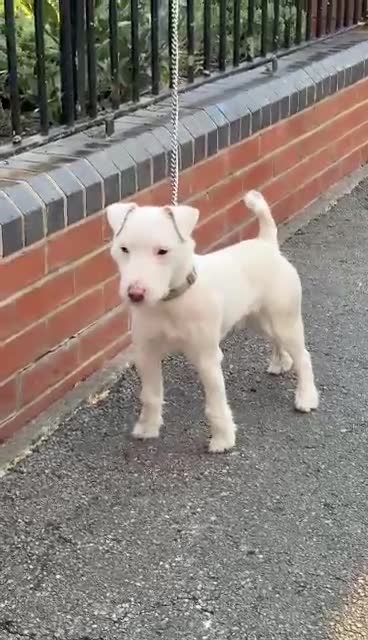 Mixed Breed dogs for sale: Jack Russel Lakeland terrier in Preston - Video 2