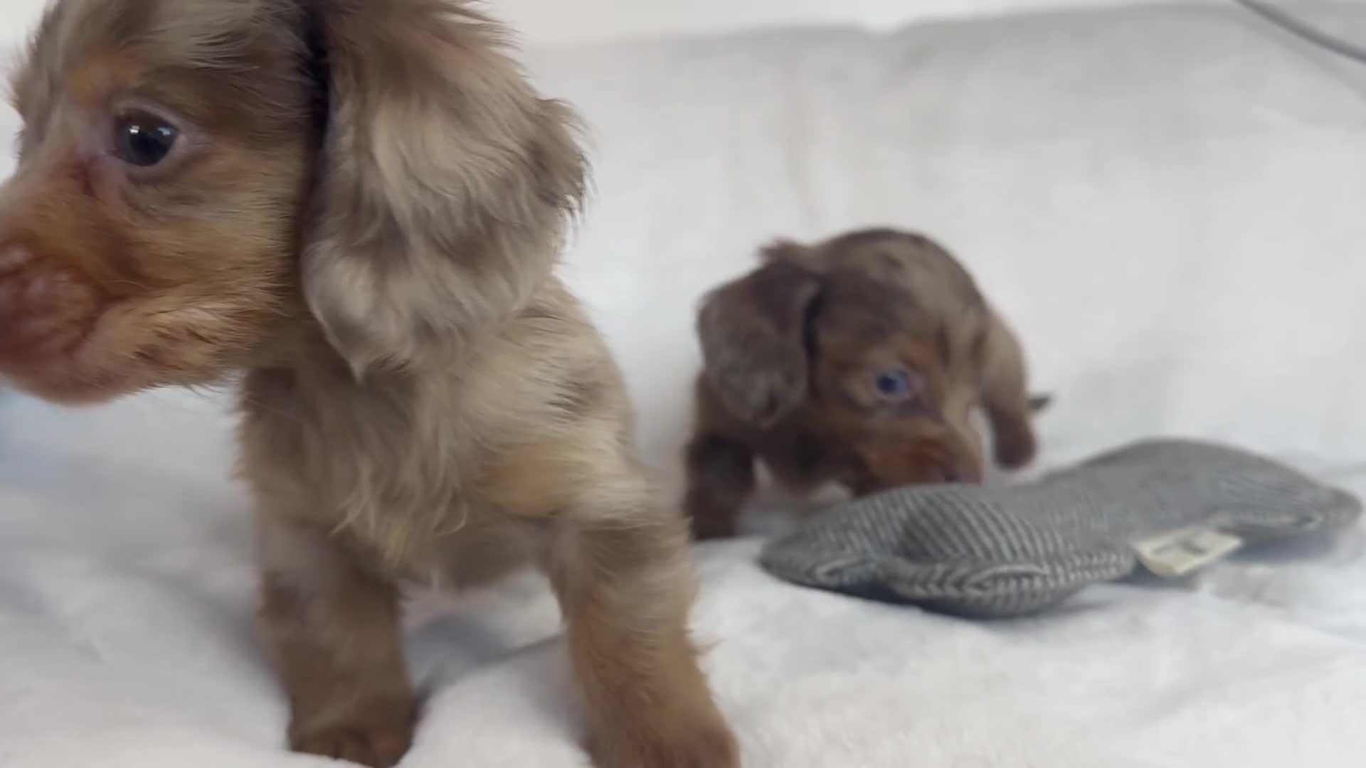Miniature Dachshund dogs for sale: ✨MINI DACHSHUND LONG HAIR ✨👑 KC 👑 - Video 3