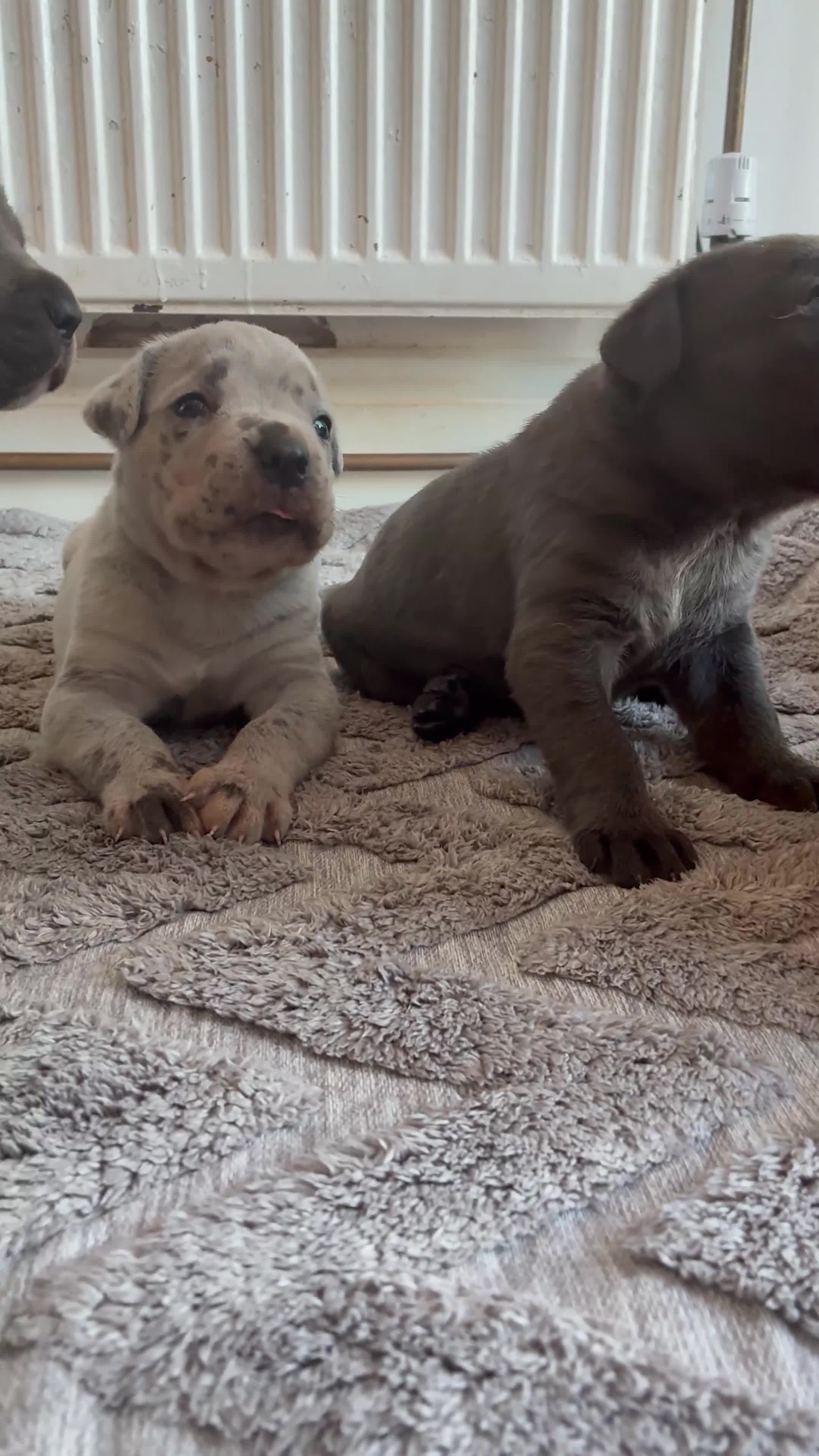 Cane Corso dogs for sale: Cane corso pups!  - Video 2