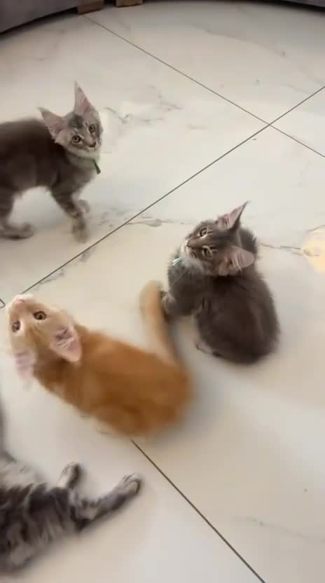 Maine Coon cats for sale: Stunning Maine Coon kittens  - Video 5